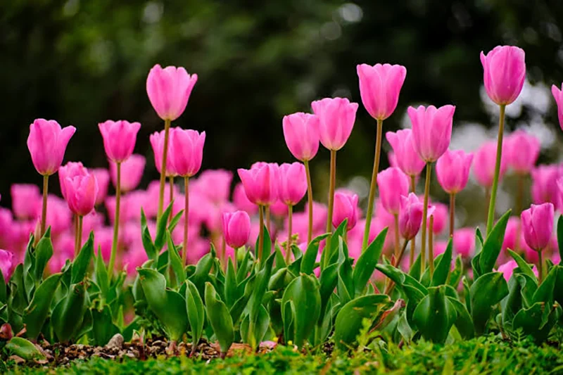 Pink Tulip