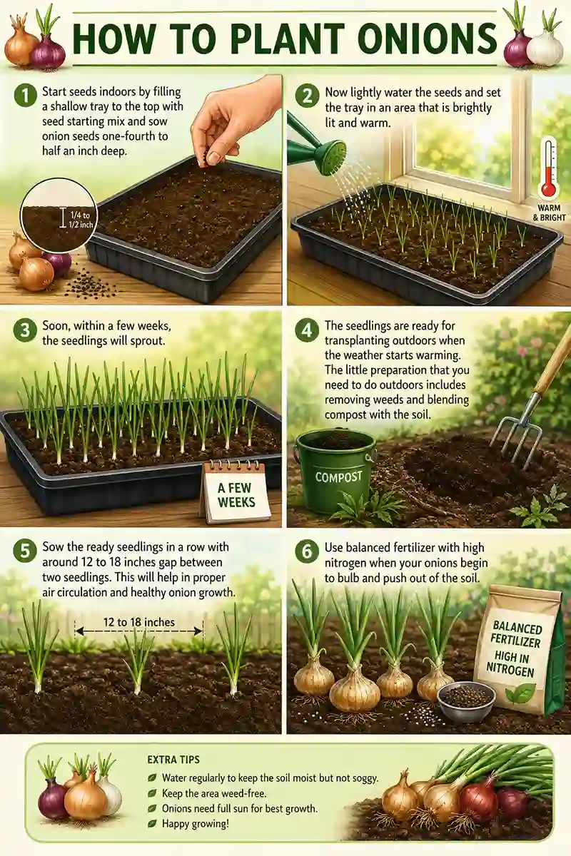 Planting Onion Seeds