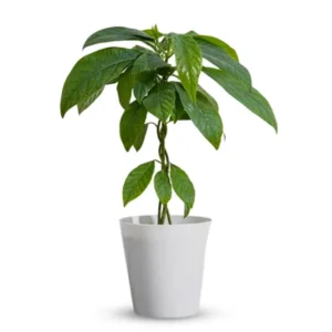 Potted avocado tree seedling