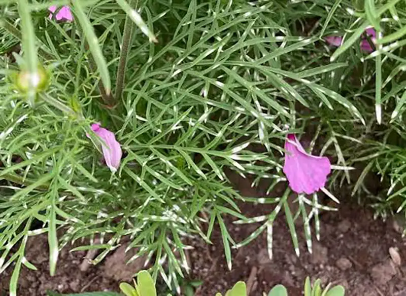 Powdery Mildew