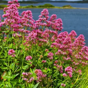 Red valerian in bloom
