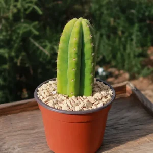 San pedro cactus pot