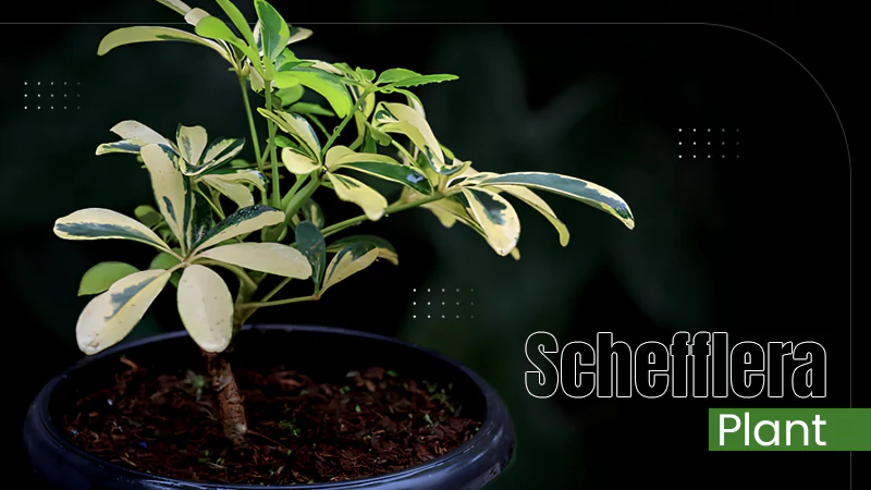 Schefflera Plant