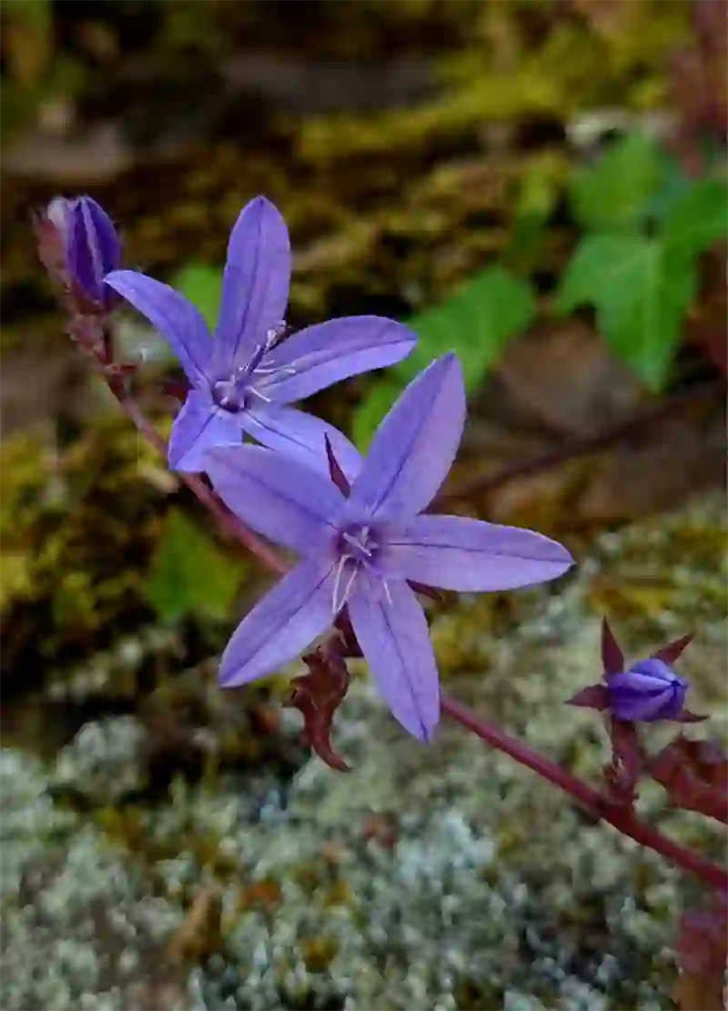 Serbia Bellflower