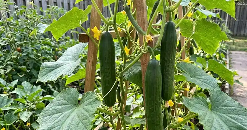 Slicing Cucumbers