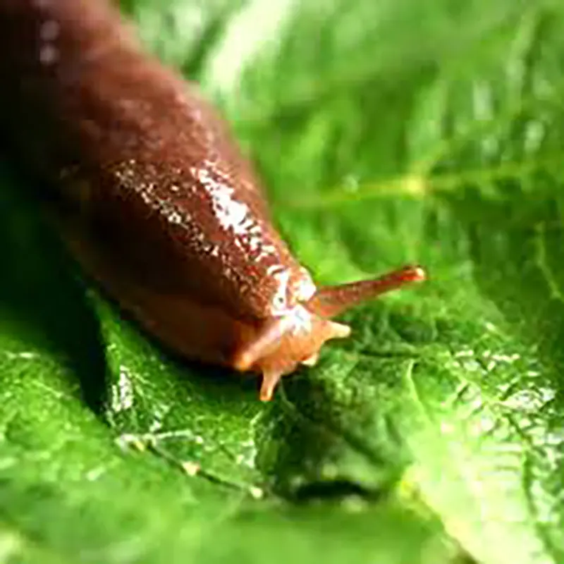 Slug on cosmos leaf