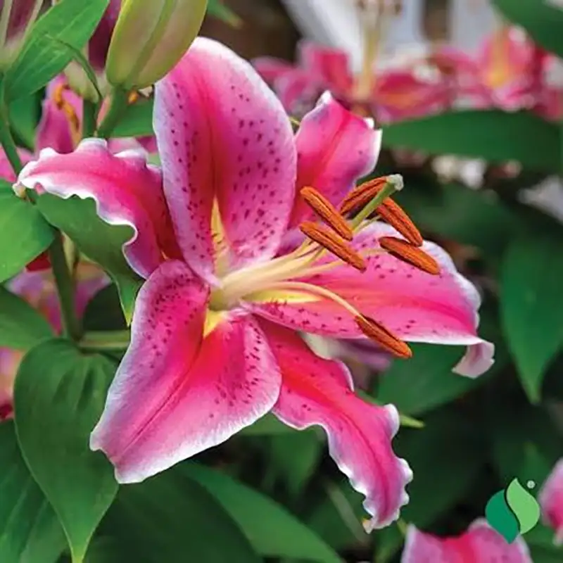 Stargazer Lily