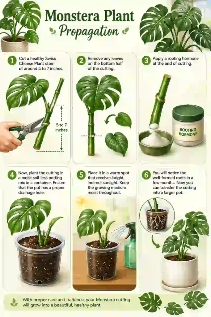 Steps of Propagating Swiss Cheese Plant