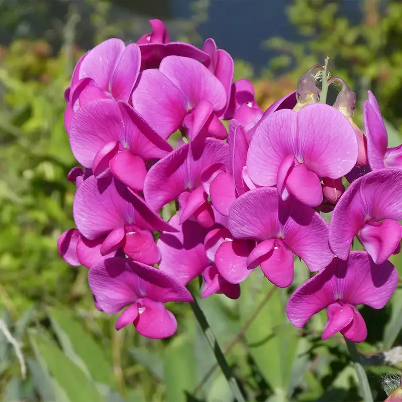 Sweet Pea