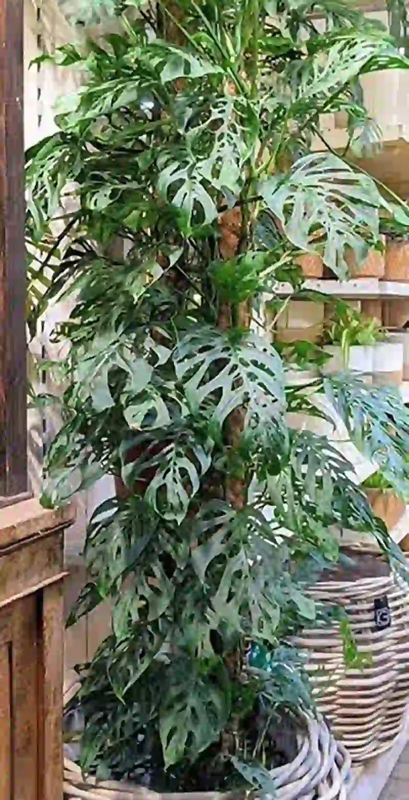 Swiss Cheese Monstera