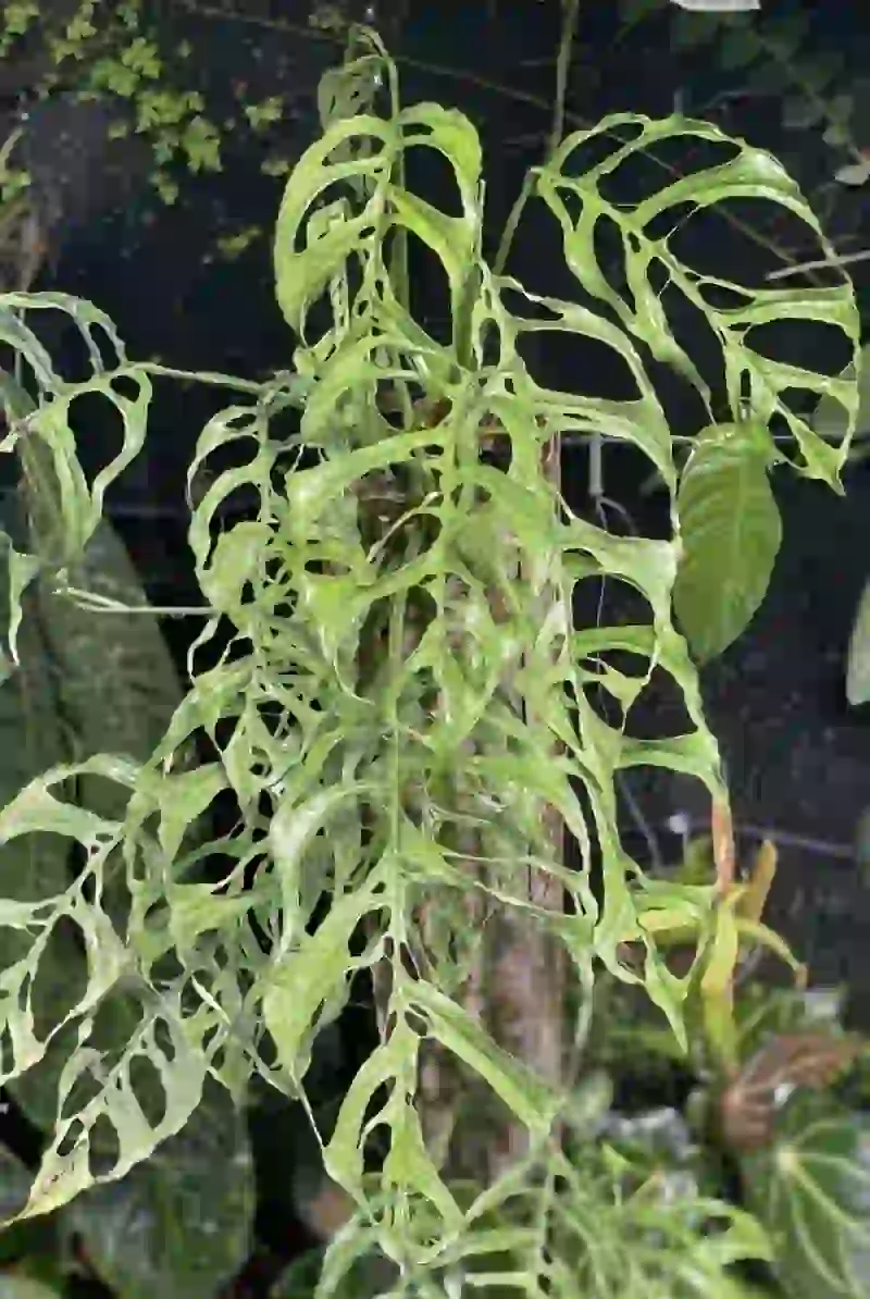 Unicorn Plant