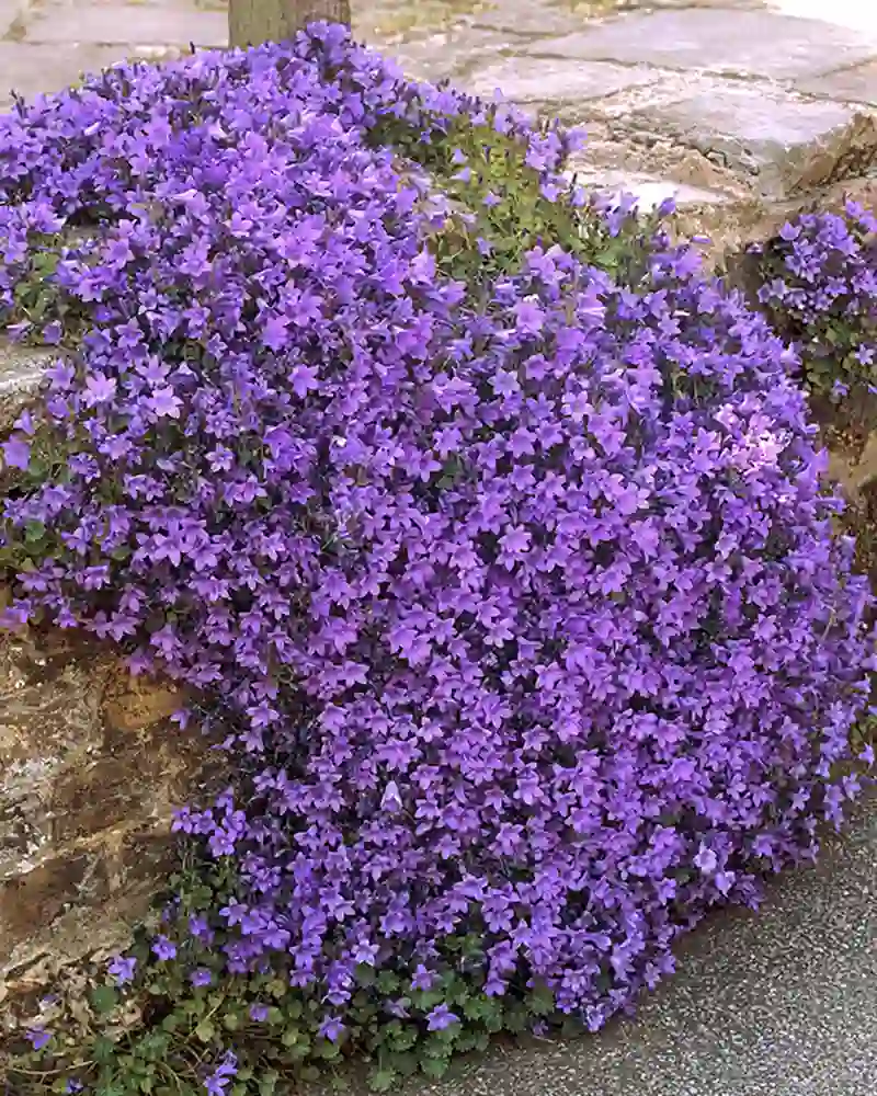 Wall bellflower