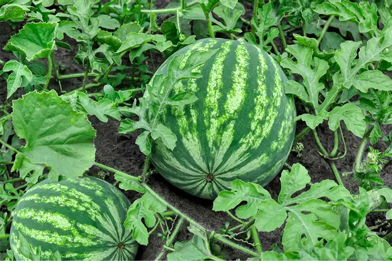 Watermelon Plant