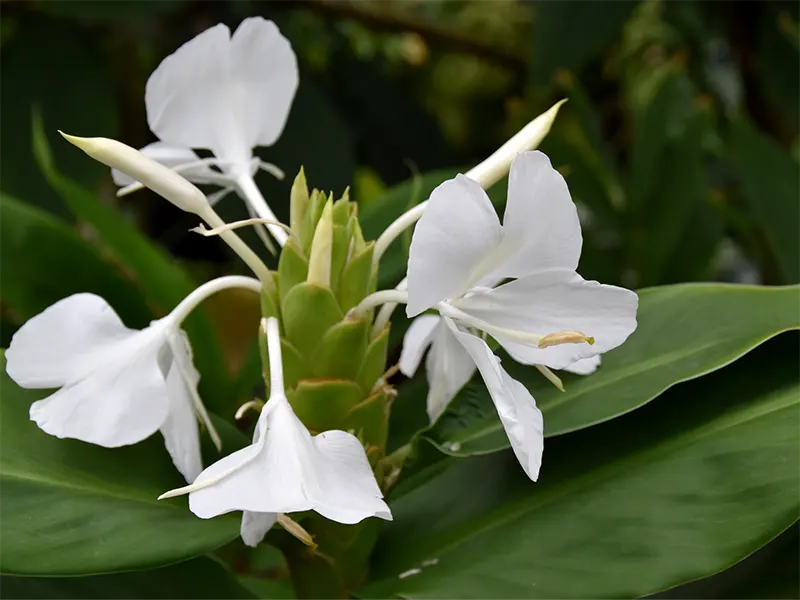White Ginger Lily