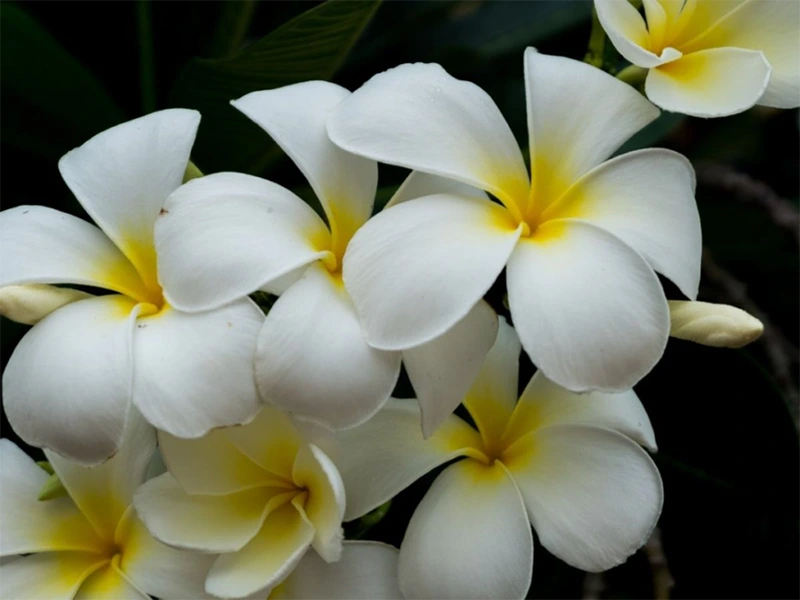  White Plumeria 