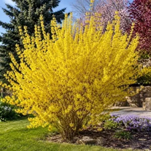 Yellow forsythia shrub garden