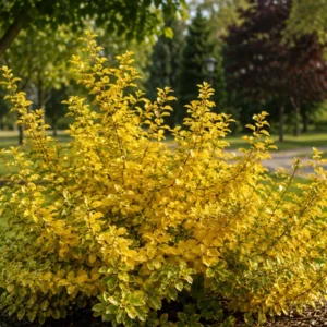 Potted witch hazel plant