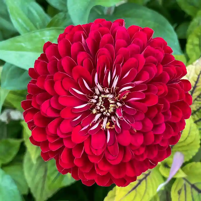 Zinnia