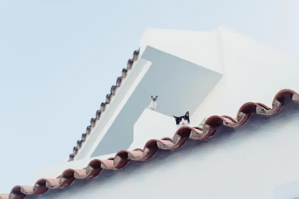 cat-city-roof-look