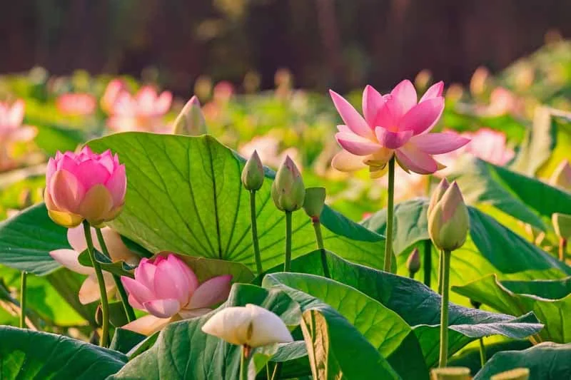 pink garden blooms