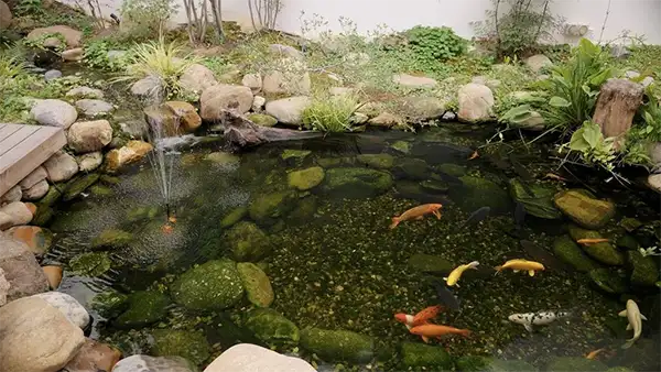 self sufficient pond 