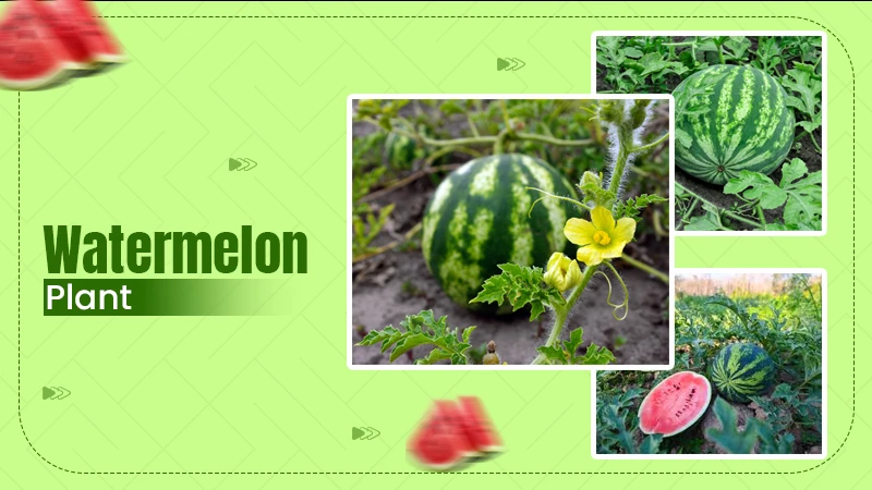 watermelon plant
