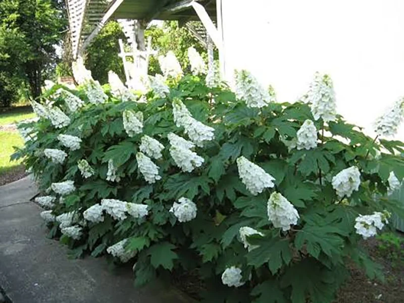 Alice Oakleaf Hydrangea