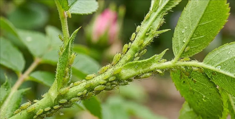 Aphids
