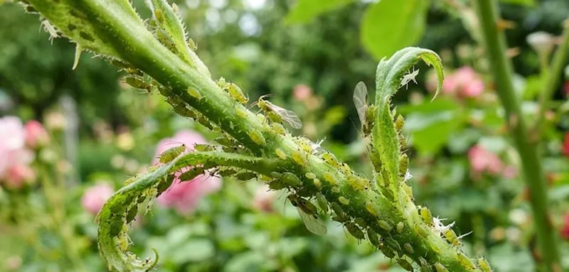 Aphids