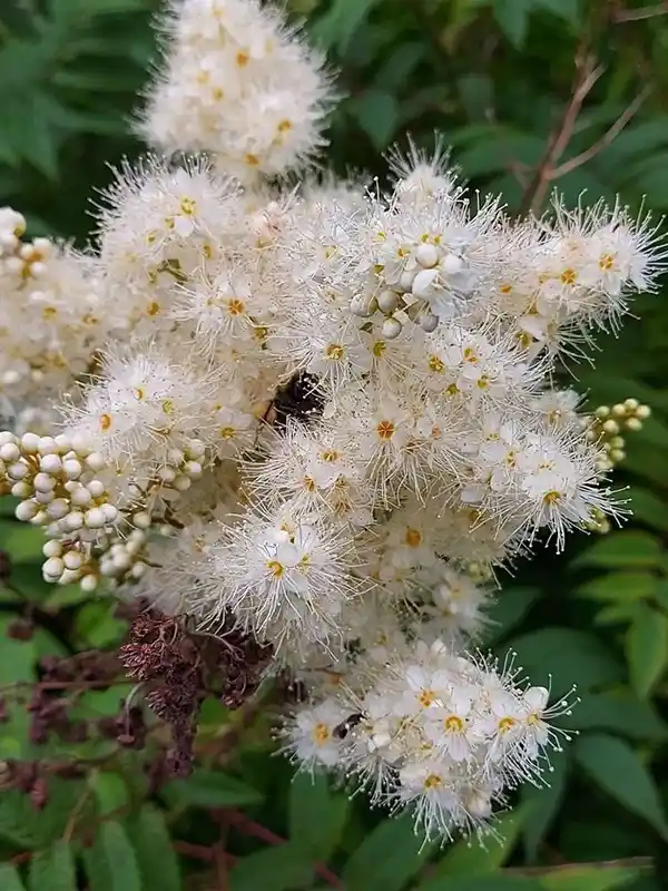 Asian meadowsweet