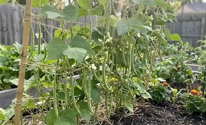 Beans