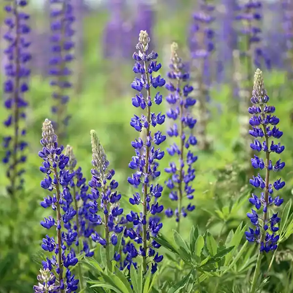 Blue lupine