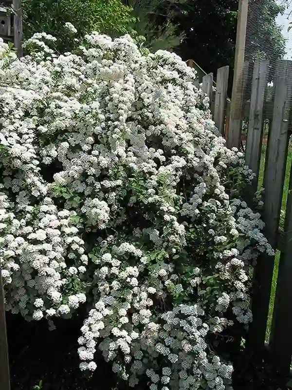 Bridal Wreath