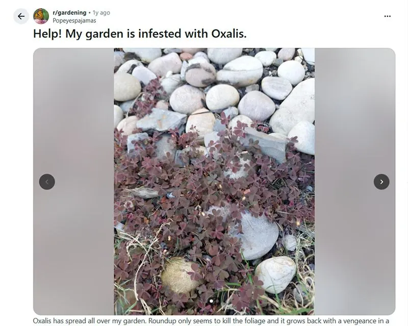 Excessive oxalis growth