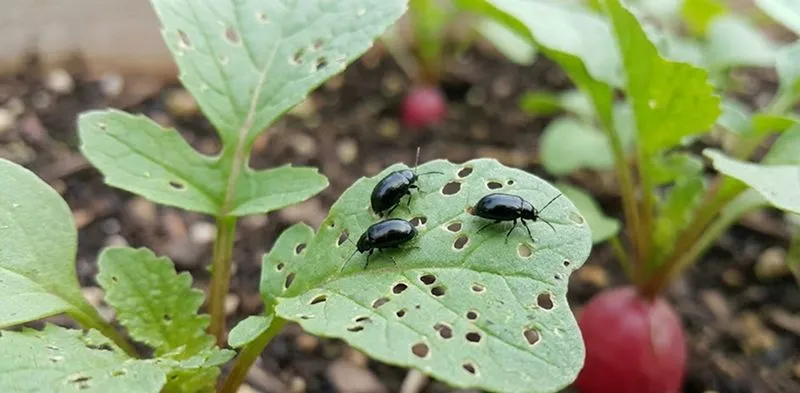 Flea Beetles