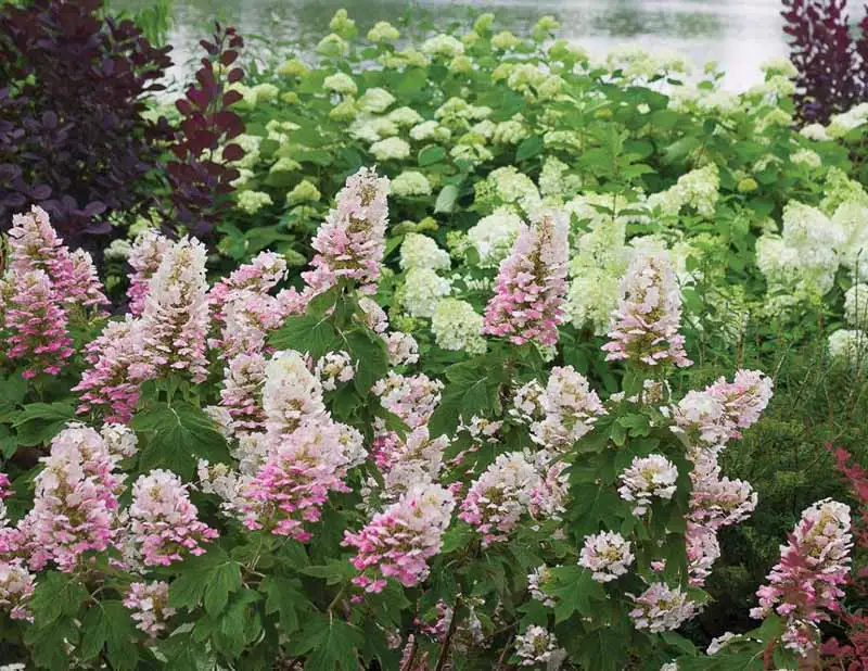 Gatsby Pink Oakleaf Hydrangea