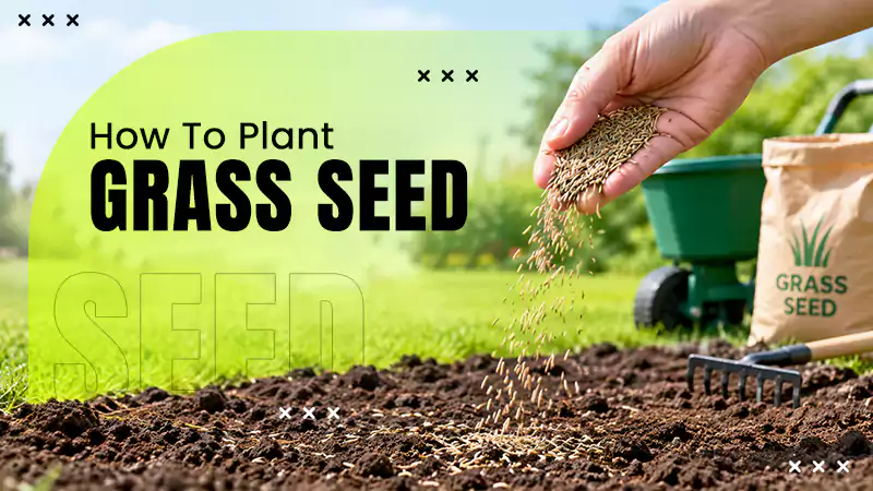 Grass Seed