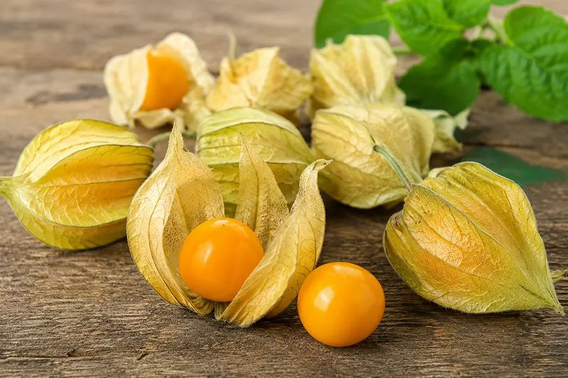 Ground Cherries
