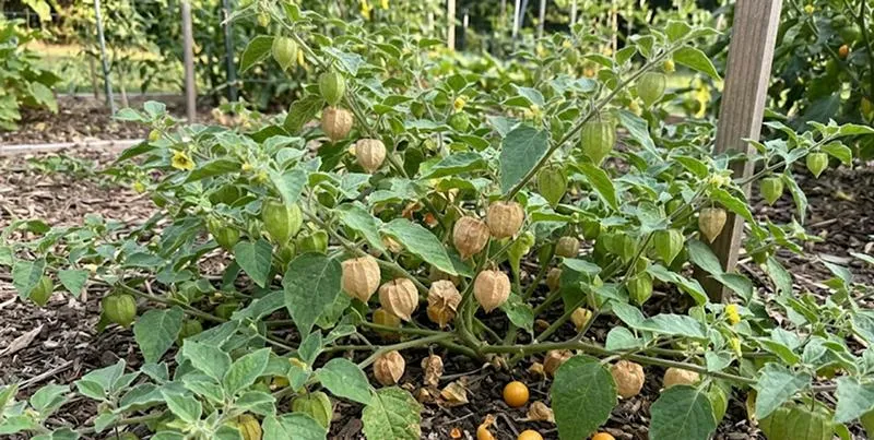 Ground Cherry
