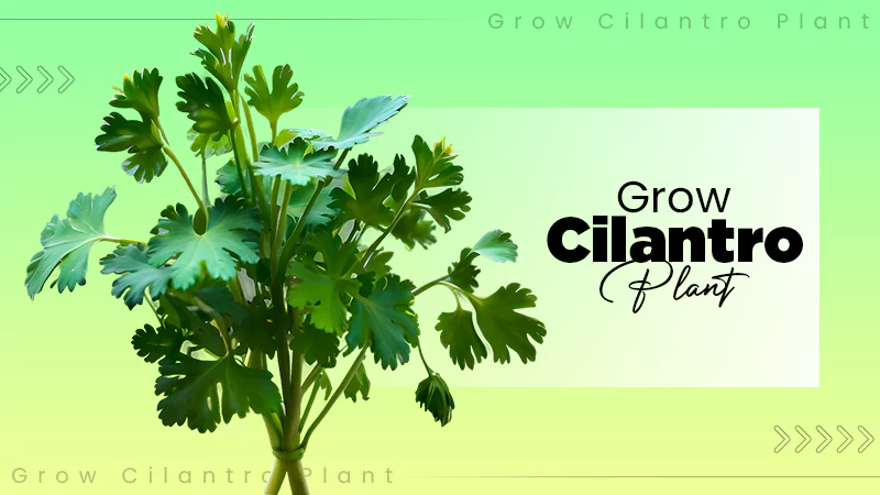 Grow Cilantro Plant