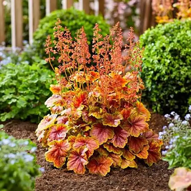 Heuchera Coral Bell