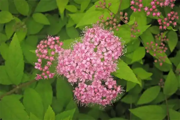 Japanese spirea