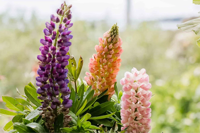 Lupin Plant