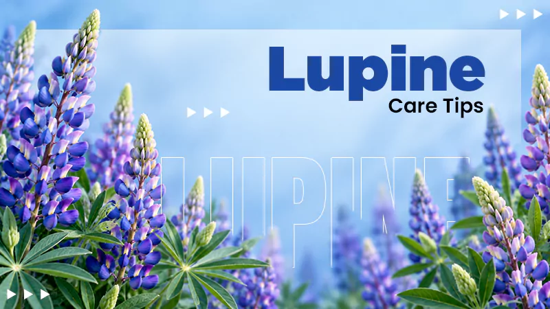 Lupine Care Tips