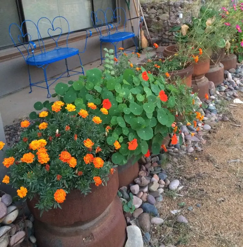 Nasturtium and Marigold