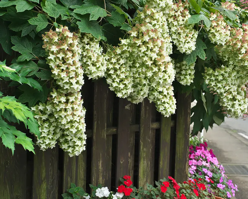 Oakleaf Hydrangea Plant