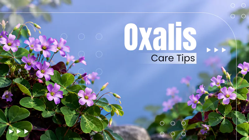 Oxalis Care