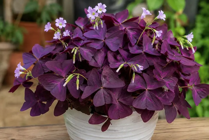 Oxalis Plant