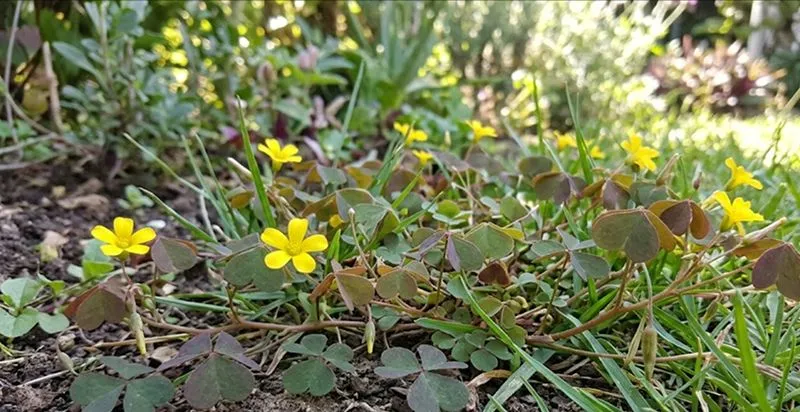 Oxalis corniculata