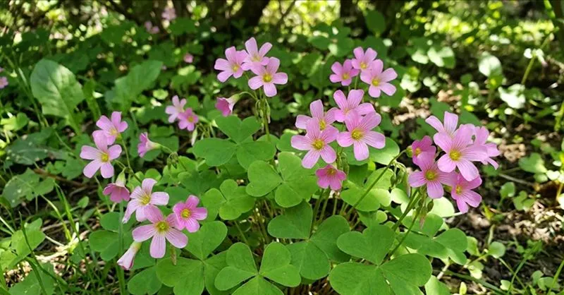 Oxalis debilis